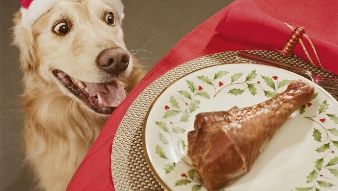 Como a dieta afeta o comportamento do seu cão?